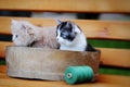 Two little kitten Royalty Free Stock Photo