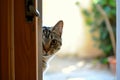 The kitten cat peeks out the door. AI generative. Royalty Free Stock Photo