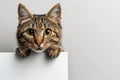 The kitten cat peeks out the door. AI generative. Royalty Free Stock Photo