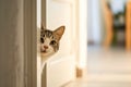 The kitten cat peeks out the door. AI generative. Royalty Free Stock Photo