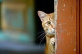 The kitten cat peeks out the door. AI generative. Royalty Free Stock Photo