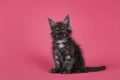 Kitten cat on pink background