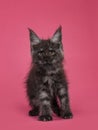 Kitten cat on pink background