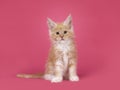 Kitten cat on pink background