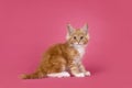 Kitten cat on pink background