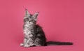 Kitten cat on pink background