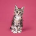 Kitten cat on pink background