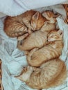 Kitten cat red children child kids sleep dream cute