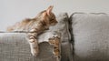Kitten cat scratching grey fabric sofa at home.Generative AI Royalty Free Stock Photo