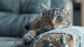 Kitten cat scratching grey fabric sofa at home.Generative AI Royalty Free Stock Photo