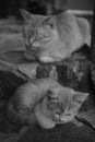 Kitten and cat sleeping on stone steps on the street, black and Royalty Free Stock Photo