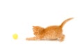 Kitten catch ball Royalty Free Stock Photo