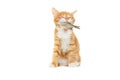 Kitten caught fish Royalty Free Stock Photo