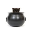 Kitten in a cauldron Royalty Free Stock Photo