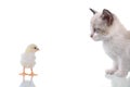 Kitten and Chick Royalty Free Stock Photo