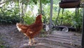 Kitten and chicken in garden