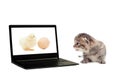 Kitten, chicken and laptop