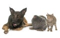 Kitten, chicken and malinois