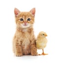 Kitten and chicken.