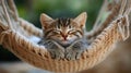 Kitten chilling in hamock, cat wallpaper Royalty Free Stock Photo