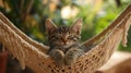 Kitten chilling in hamock, cat wallpaper Royalty Free Stock Photo