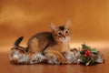 Kitten in Christmas antourage Royalty Free Stock Photo