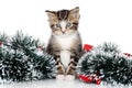 Kitten Christmas garland