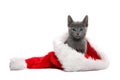 Kitten in Christmas hat