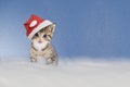 Kitten with Christmas hat sitting in snow Royalty Free Stock Photo