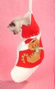 Kitten in a Christmas stocking Royalty Free Stock Photo