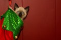 Kitten in a Christmas Stocking Royalty Free Stock Photo