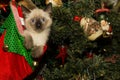 Kitten in a Christmas Stocking Royalty Free Stock Photo