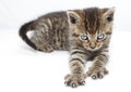 Kitten clawing Royalty Free Stock Photo