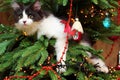 Kitten Climbing on a Christmas Tree Royalty Free Stock Photo