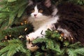 Kitten Climbing on a Christmas Tree Royalty Free Stock Photo