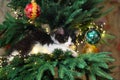 Kitten Climbing on a Christmas Tree Royalty Free Stock Photo