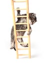 Kitten climbing ladder