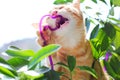 Kitten Climbing into a Pot with a Houseplant