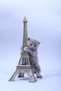Kitten climbing in Tour Eiffel