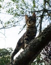 Kitten climbing a tree