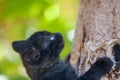 Kitten climbing on the tree