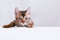 The kitten climbs and looks ahead carefully. There is space for text. Portrait of a Bengal kitten close-up, head and