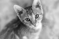 Kitten closeup face portrait. Black and white photo of a cat, closeup