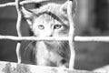 Kitten closeup portrait behind the old mesh fence. Sunny day. Black and white photo Royalty Free Stock Photo