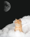 Kitten in the clouds with moon