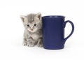 Kitten and coffee cup Royalty Free Stock Photo