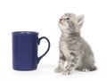 Kitten and coffee cup Royalty Free Stock Photo