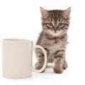 Kitten with coffee cup Royalty Free Stock Photo