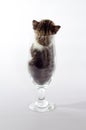 Small kitten color tabby sitting in a clear beer glass Royalty Free Stock Photo