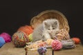 Kitten with colorful wool yarn balls Royalty Free Stock Photo